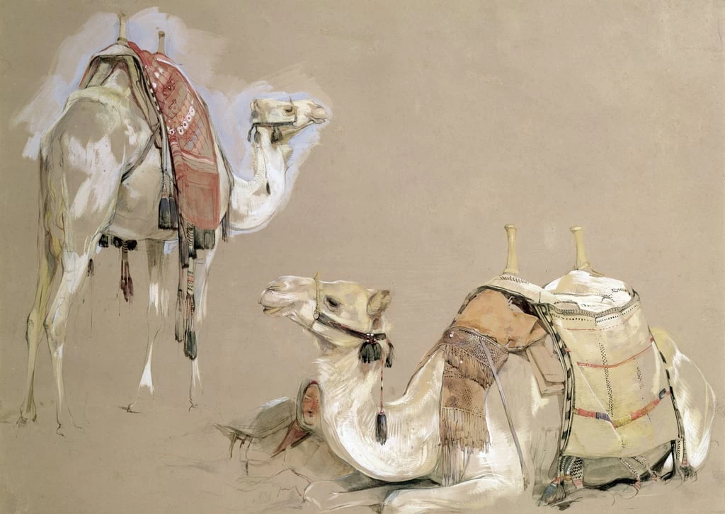 Studi sul cammello